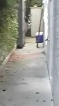 黑发辣妹一边深指一边对着勃动的鸡巴流口水