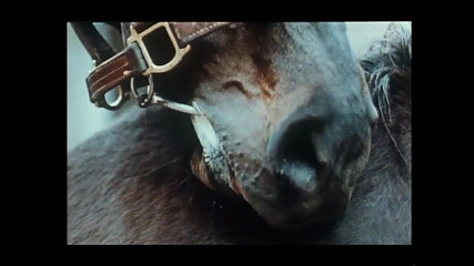 Vintage megastore: Hairy Pussy Wives Shared with Their Favorite Cocks (full Movie)