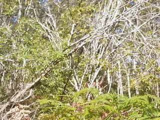 Bush Walking Wank in Speedos