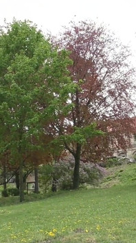 Sledujte mě zezadu stromů, když se dělám nahá v parku a dojím prsa