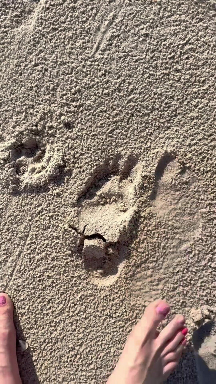 Peppermint Giantess: 해변에서 모래 인쇄와 크기 16 피트 비교