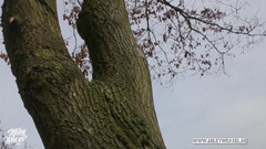 Miley Weasel: Linda chica se ata y se la follan en público