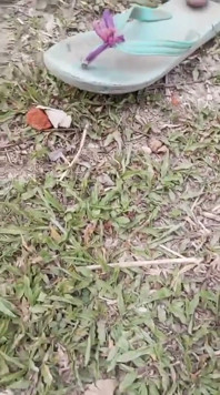 Jangal Me Chut Ka Maggal