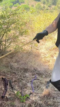 Falaka in the Woods and the Amusement of Empress Bella Sadistic