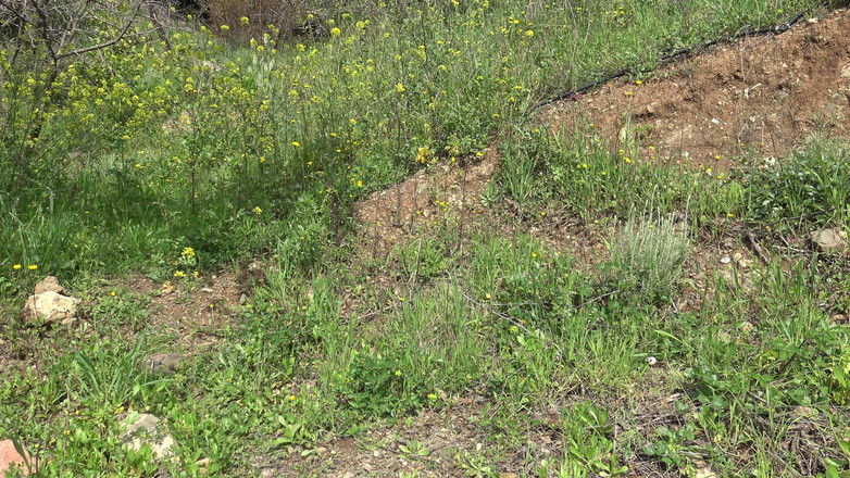 Stepmom Susan: Tato americká žena je bláznivá!! Kupuje si špinavě použité dildo na černém trhu...