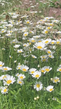 Pisse Für Schön Auf Dem Gras Gärtnern