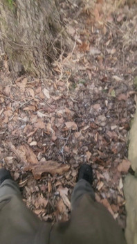 Piss in the Woods
