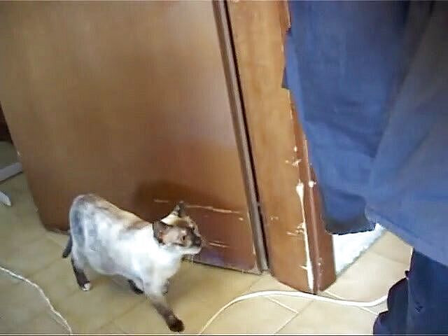 Milf in Love: 醜いアマチュア女性はいくつかのディックスを吹く