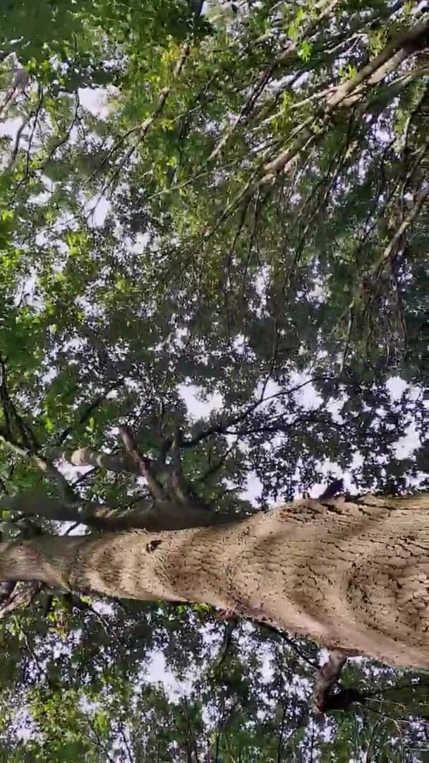 Slutboyben: Slutboyben Cam4 Sexy cestovní kočka iii Živá venkovní expozice