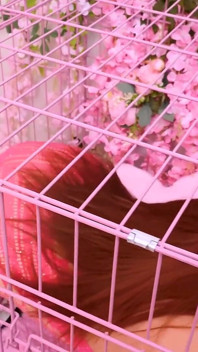 Pink room ep.27: Lucy doll ist wild nach schwanz, eiern und man-arsch