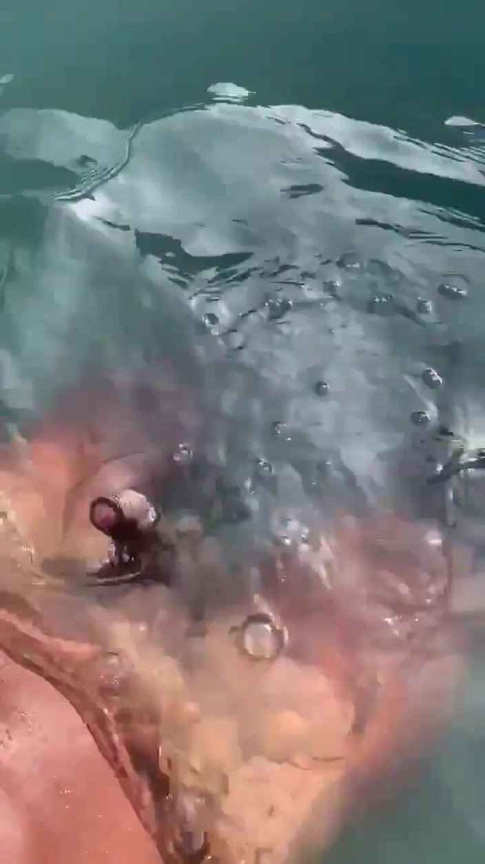 Vida Noite: Gooning Audio im Pool hören und