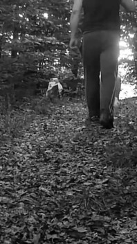 Slave Dog Training