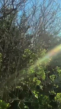 Boneca Gótica No Meio Da Natureza Chupando Pau Ao Ar Livre