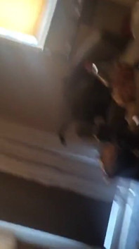 Solo Masturbation of a Stretched Pulsating Cock