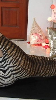 Splits Training Leopard Print Tease Day 3