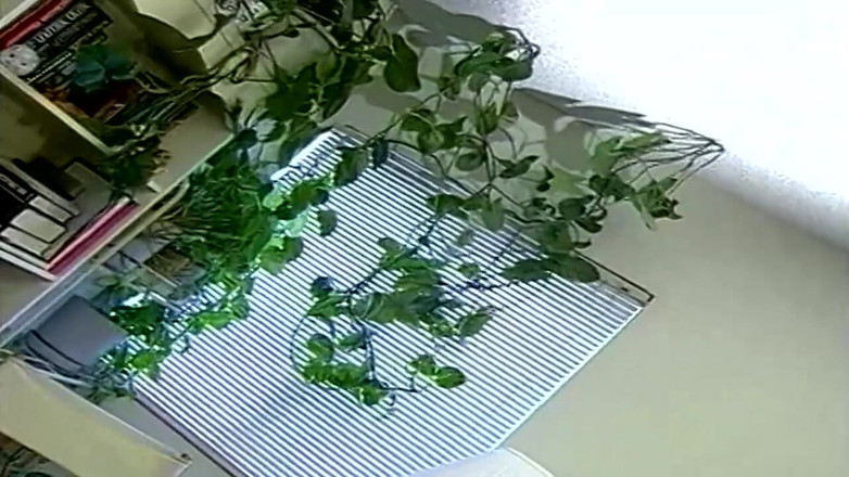 Goldenxtapes: Leccate intense e penetrazioni della vagina fino all'orgasmo