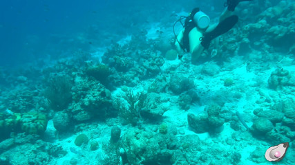 Mistress Pink Pearl: O samotě v Bonaire