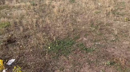 CandyHardEx: Neye girdiğini biliyordu