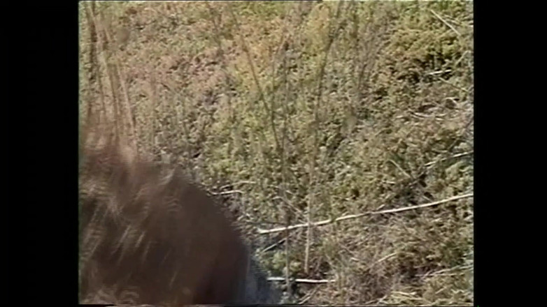 MMV TV - our best full movie: Loiras querem o tronco mais duro