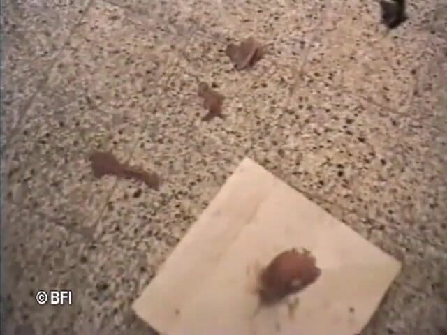 Fetish Tv: Phallic flesh