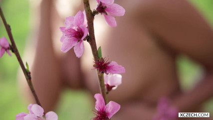 XCZECH: Sharon Cherry - Blossoming cherry - Premium