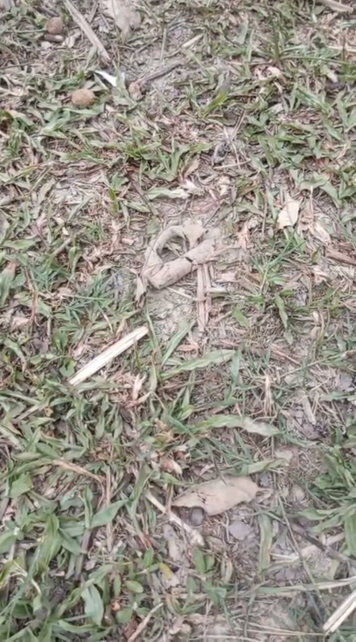 YangZi 69: Jangal Me Chut Ka Maggal