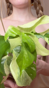 Nude Plant Haul