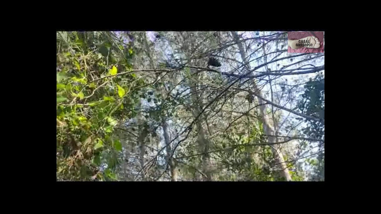 Casal Gresopio films: Een lesbienne in het bos 1- deel 3