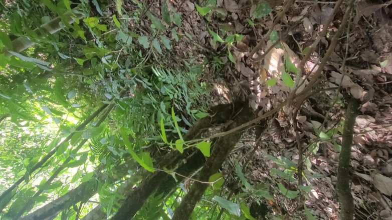 Peluche19 cm: Joven Indio Gay Follando Con Femboy En El Bosque