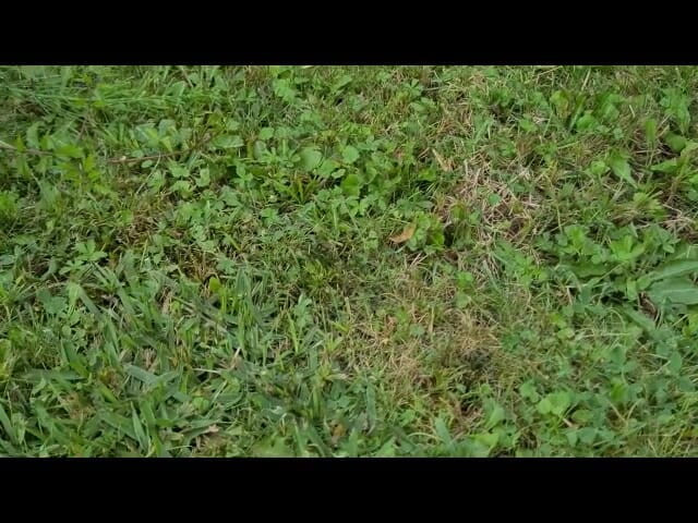 Wanilianna: While My Vibrator Gently Weeps - Medium Resolution