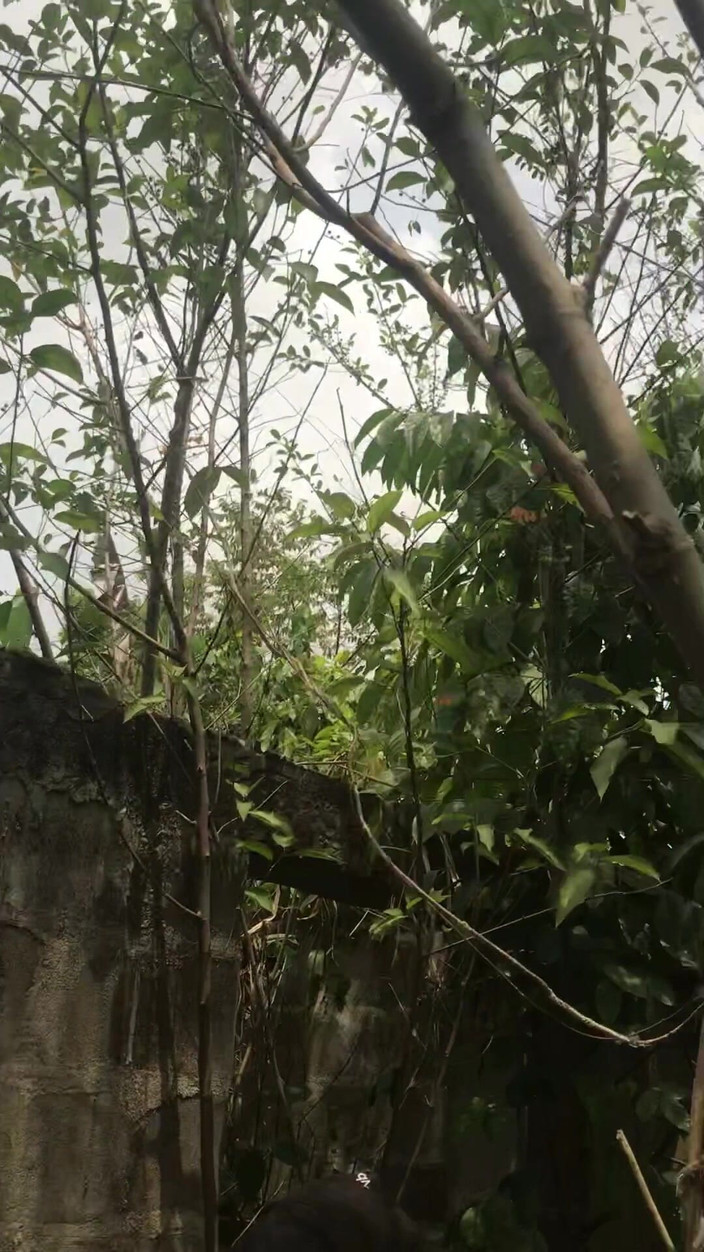 Sexylary: A Top with Curves Dick and Other Top with Long...