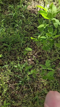 Threesome di hutan tepi sungai 1 bagian