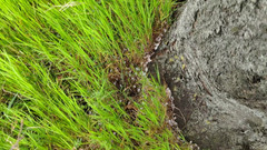 Bayer911: Tarte au Chêne