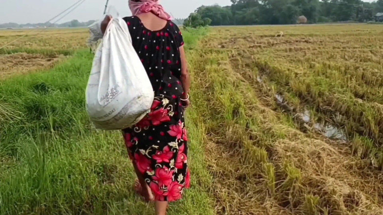 my house: Siusiu wioski w polu odkrytym paddy cutting Nomita Boud
