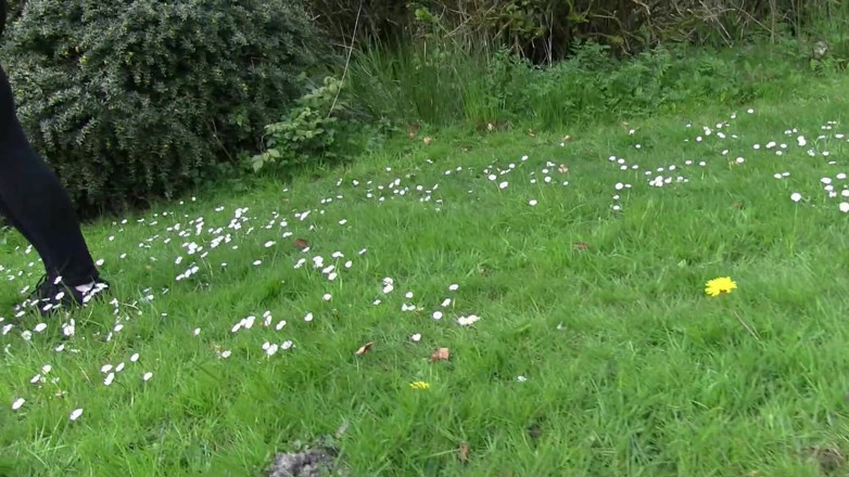 Bambi_beauty1: Bambi în pădure