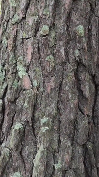 Wald hexe verführt dich und fickt dich