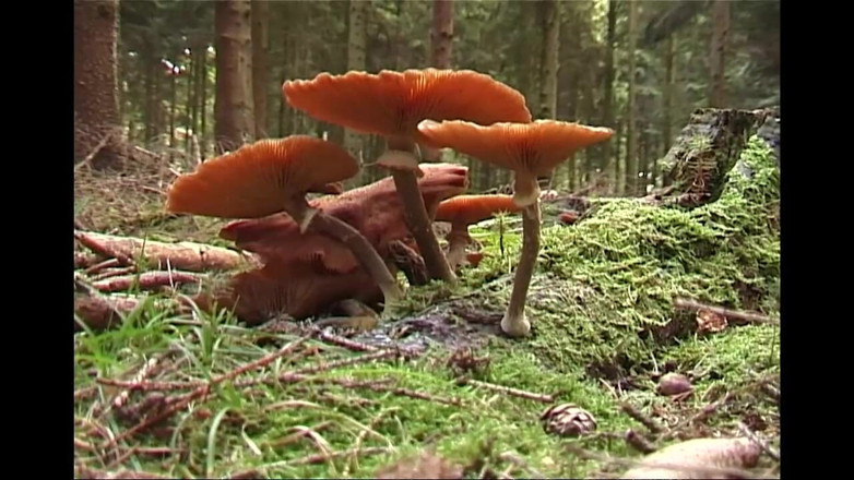 Absolute BDSM films - The original: Awek bertetek besar dihantar ke hutan berbogel