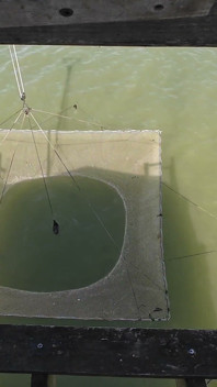 Bbw Fisherwoman, vangt en draagt haar magere man - Lift &carry, bondage, seks