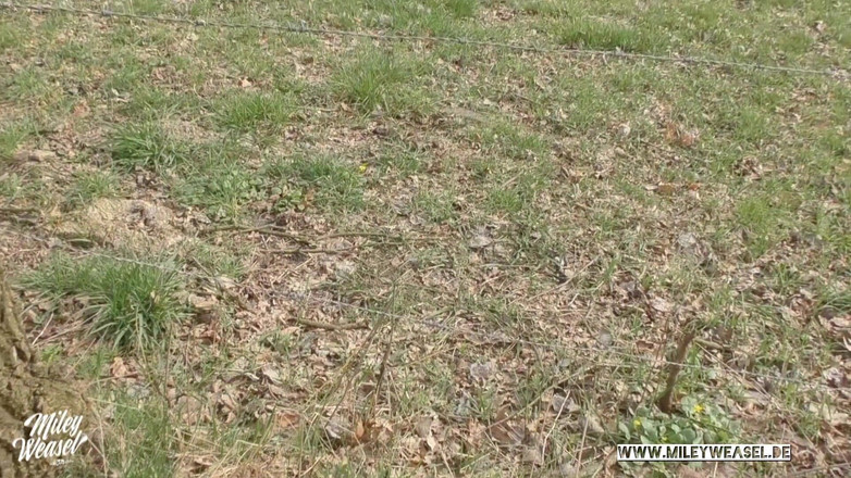 Miley Weasel: Gadis imut ini diikat dan dientot di depan umum