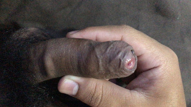 freeblacknew: Un pequeño pene de un joven al que le gusta...