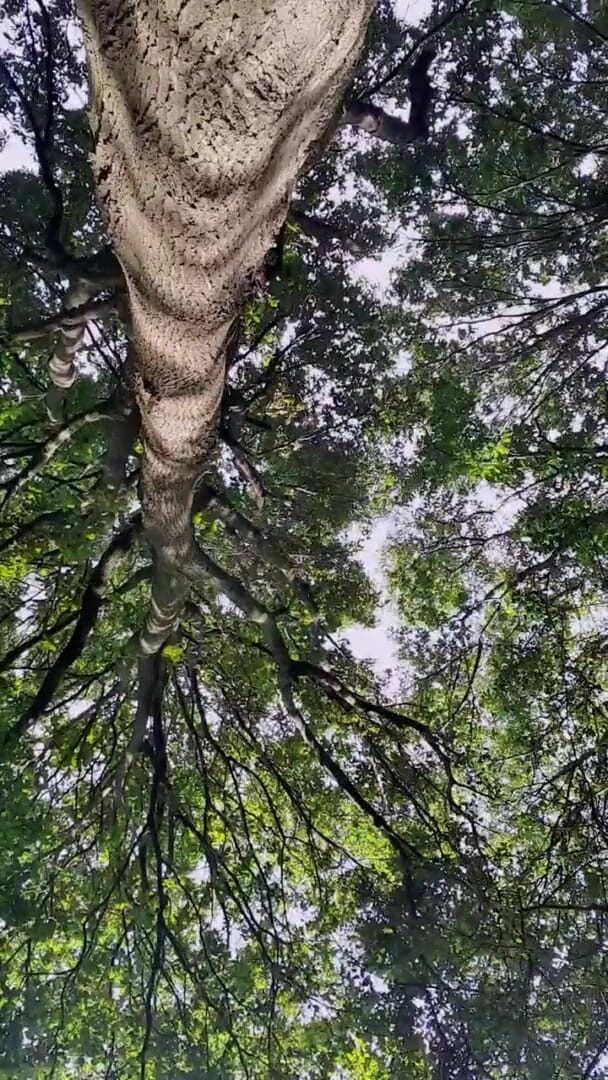 Slutboyben: Slutboyben cam4, une nana de croisière sexy III, exposition en...