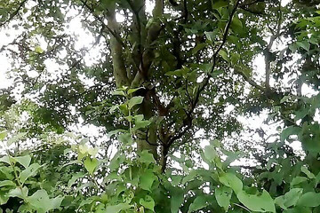 Gangbang straight: Divoký šukač maskuje muže nahý poprvé ve své vesnici Asijské unie