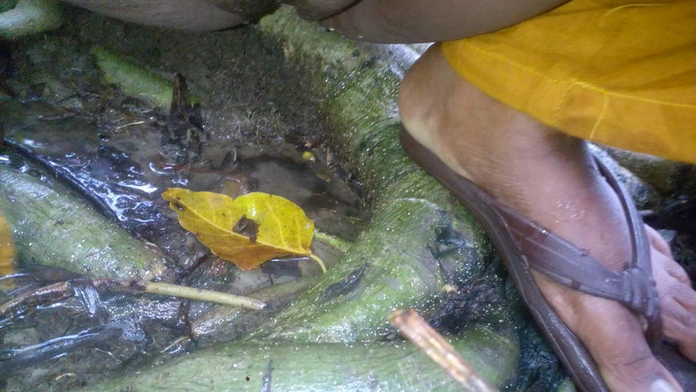 Sadia vabi: Vesnická mladší dívka Sissu