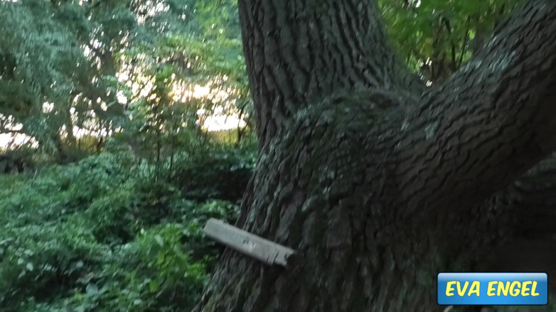 Eva Engel: Nue dans la forêt
