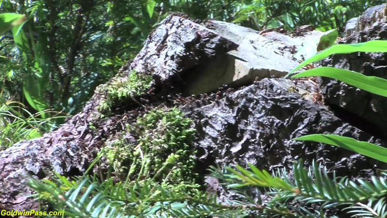 Goldwin pass: Una coppia tedesca arrapata scopa selvaggiamente nella foresta