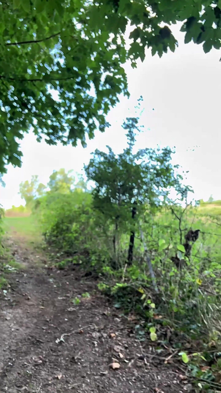 mekcho92000: Wandeling in het bos
