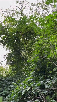 Tim Blesh Nude Outdoor Park Cumshot