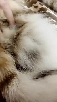Masturbation with Furs and Squirt