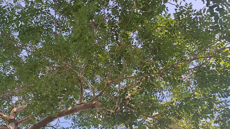 BMCs: Paradiesficken in der besten Aussicht der Welt mit Mann, den...