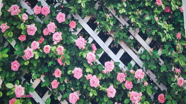 Destination Kat: 他のみんながイカれる